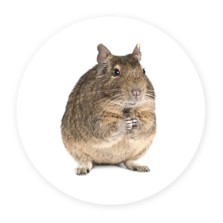Degu