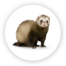 Ferret