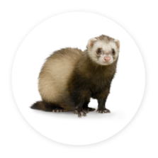 Ferret