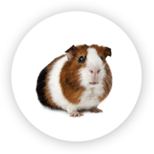 Guinea Pig