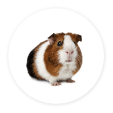 Guinea Pig