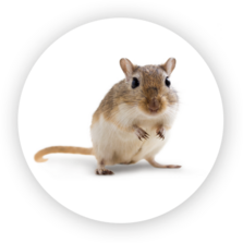 Mongolian Gerbil