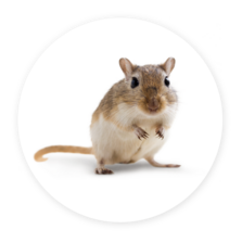 Mongolian Gerbil