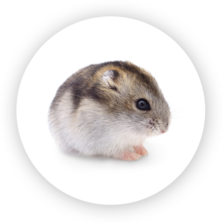 Dwarf Hamster
