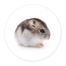 Dwarf Hamster