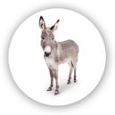 Horses and donkeys