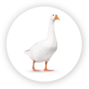 Goose