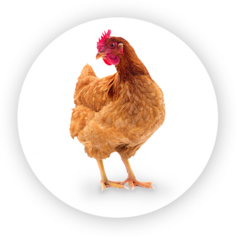 Poultry and other birds