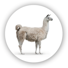 Llamas and alpacas