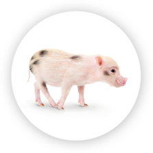 Pigs