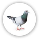 Pigeon