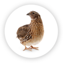 Quail