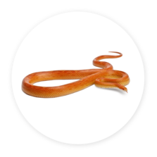 Corn Snakes