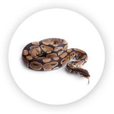 Ball Pythons