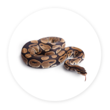 Ball Pythons