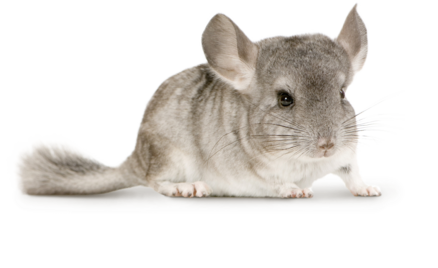 Bedding Chinchilla