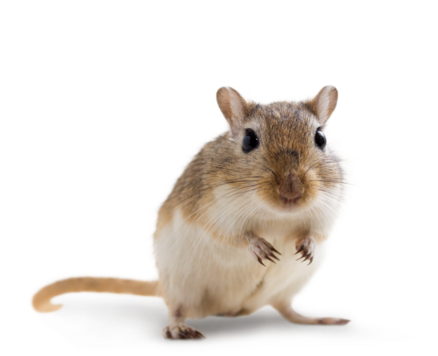 Bedding Mongolian gerbil