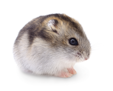 Bedding Dwarf Hamsters