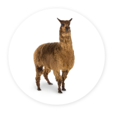 Alpaca