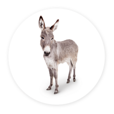 Horses and donkeys
