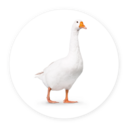 Goose