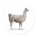 Llamas and alpacas