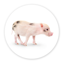 Pigs