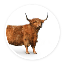 Dwarf cattle