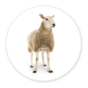 Sheep and cattle