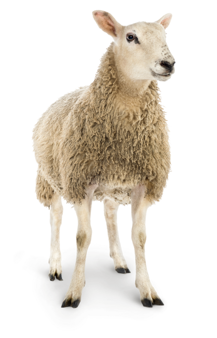 Bedding sheep