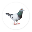 Pigeon