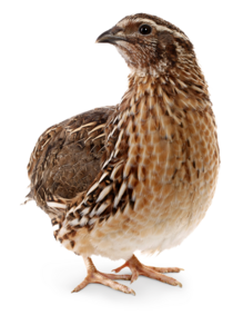 Bedding quails