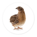 Quail