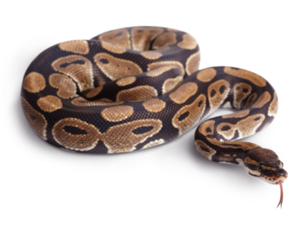Bedding Ball Python