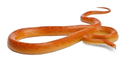 Bedding corn snake