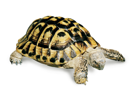 Bedding Greek Tortoises