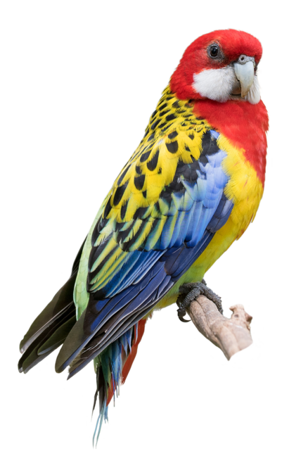 Bedding Rosellas