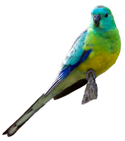 Bedding Red-rumped parrots