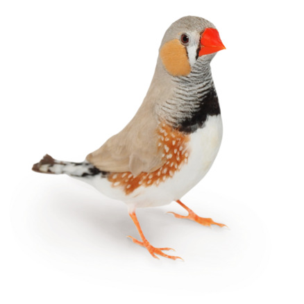 Bedding Zebra Finches
