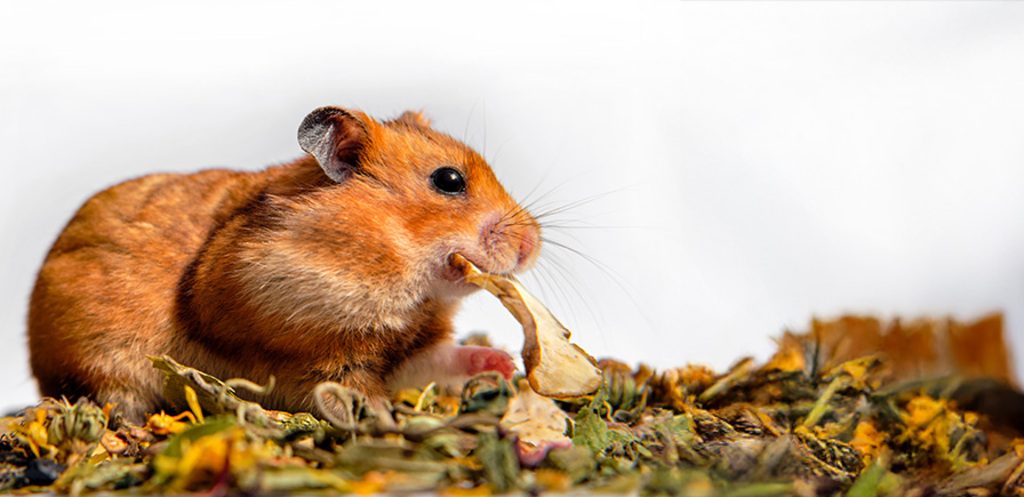 Goldhamster