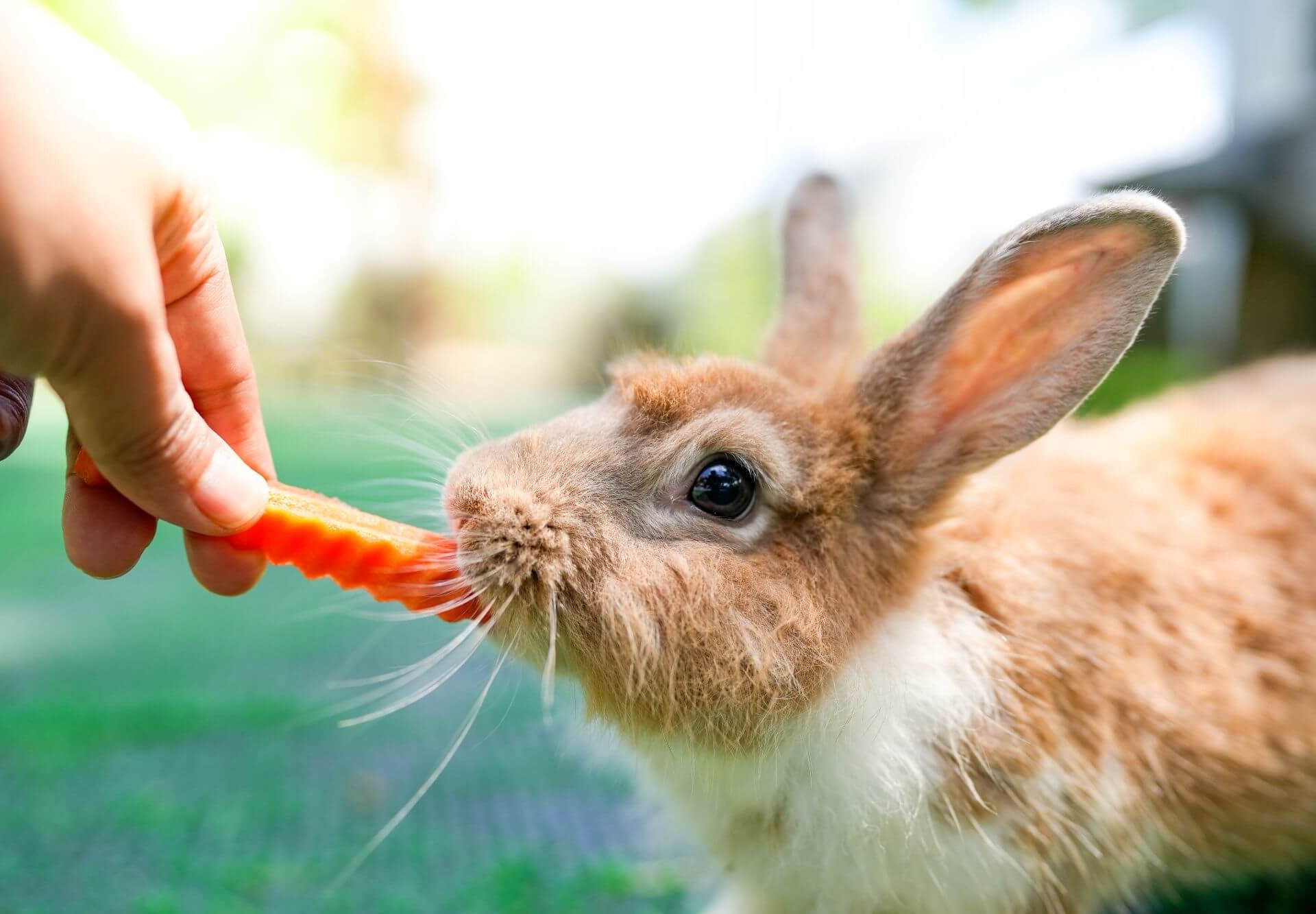 Hase wird gefüttert