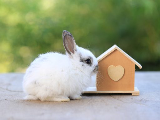 Young baby rabbit is on wood with green bokeh nature background. Adorable and cute new born rabbit small wood house as stay safety at home in Covid-19 crisis. Pet in safe house.; Shutterstock ID 1908701386; purchase_order: Blog; job: ; client: ; other:
