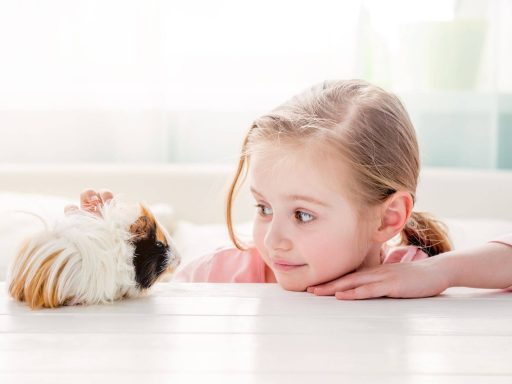 Kind mit Meerschweinchen