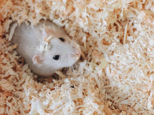 Mouse in Litterbedding
