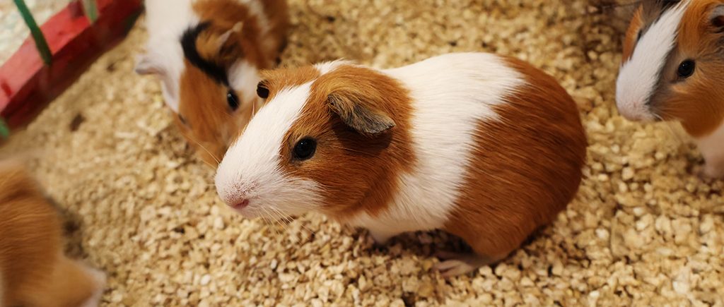 Gabby and friends have black eyes. and has brown and white fur. They live together on a cream-colored floor.