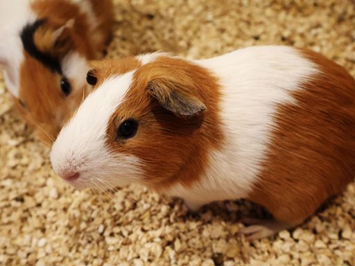 Gabby and friends have black eyes. and has brown and white fur. They live together on a cream-colored floor.