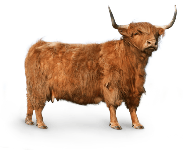 Miniature Cattle | CHIPSI